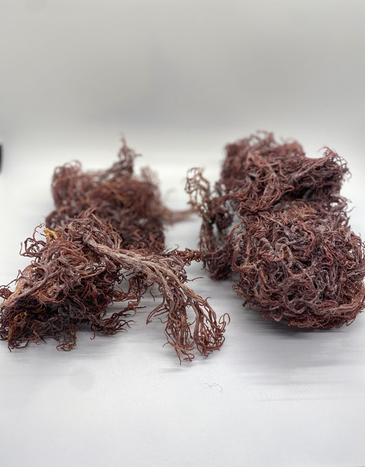 Chondrus Crispus vs Gracilaria Sea Moss