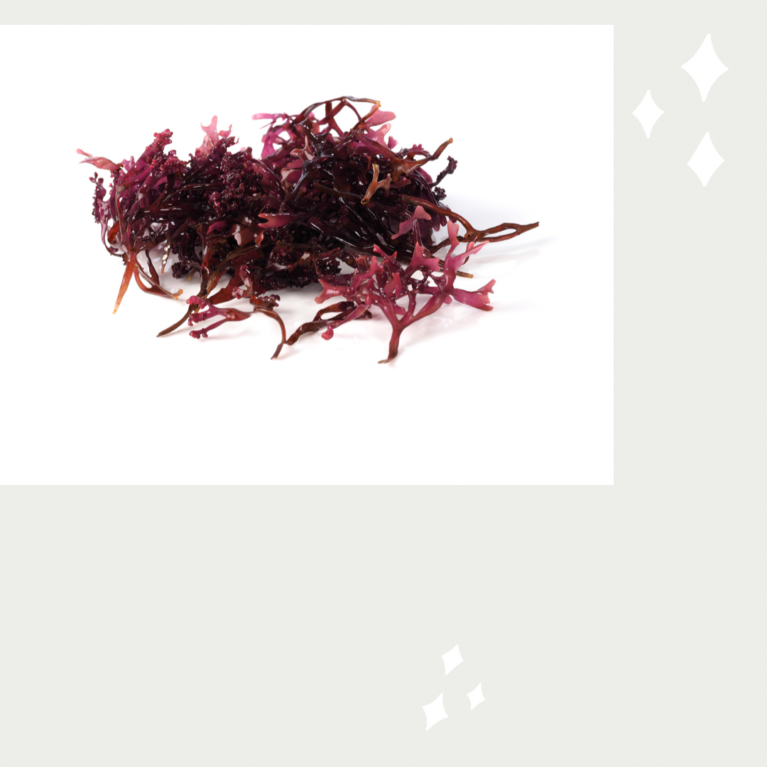 Gracilaria Sea Moss (Purple)